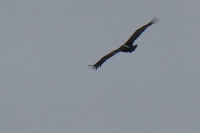 White-rumped Vulture - ML642589185