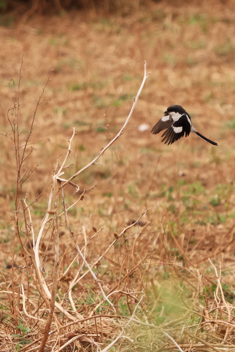 Southern Fiscal - ML642589193
