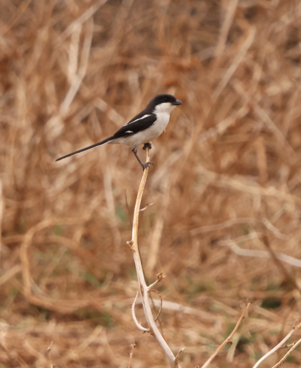 Southern Fiscal - ML642589194