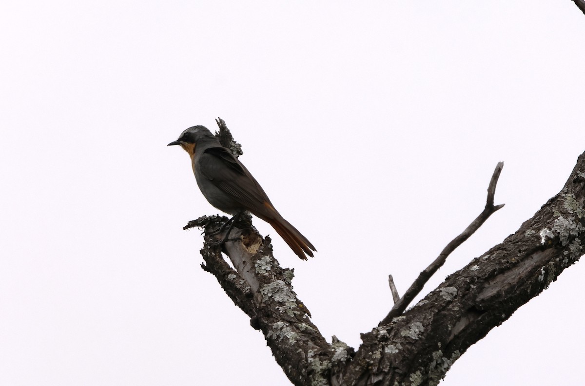 Cape Robin-Chat - ML642589205
