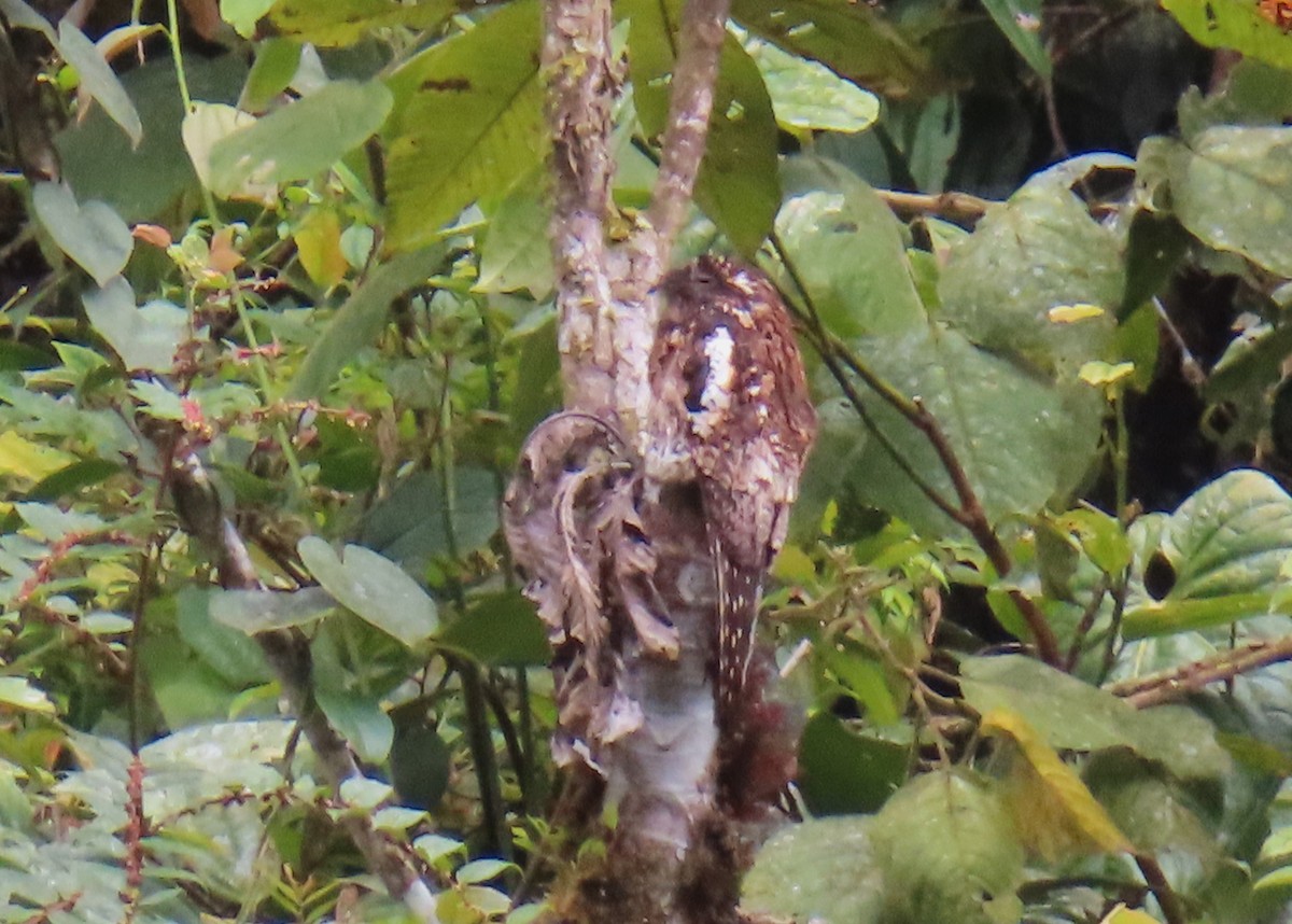 Andean Potoo - ML642589208