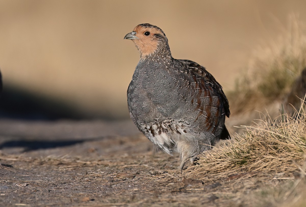 Gray Partridge - ML642589214