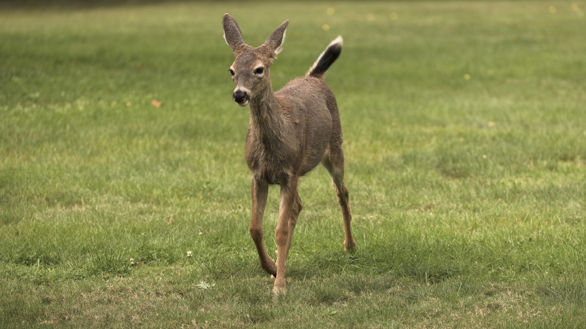 Columbian Black-tailed Deer - ML642589220