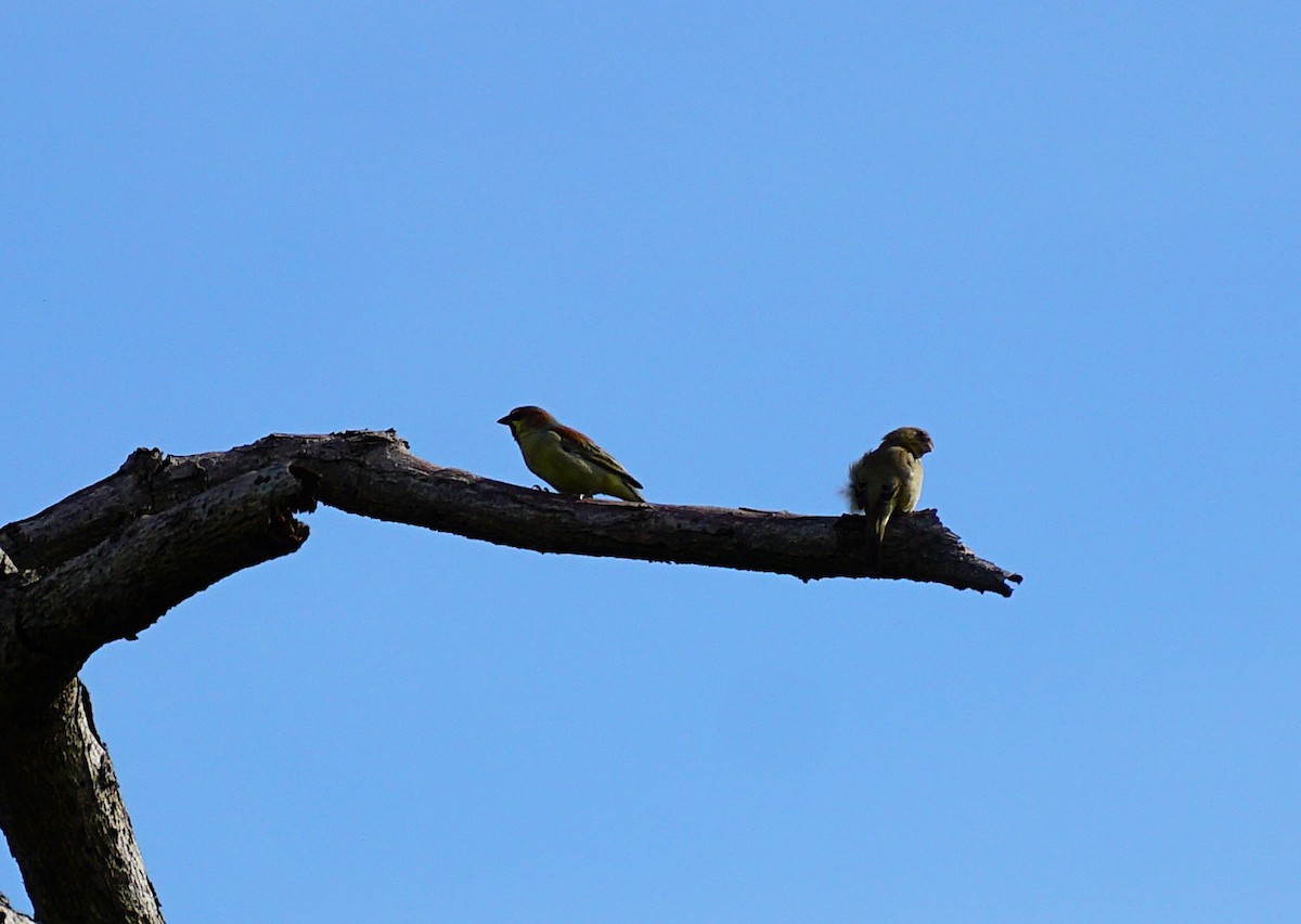 Plain-backed Sparrow - ML642589223
