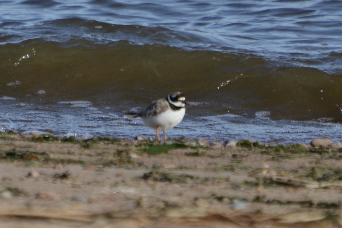 Sandregenpfeifer - ML642589224