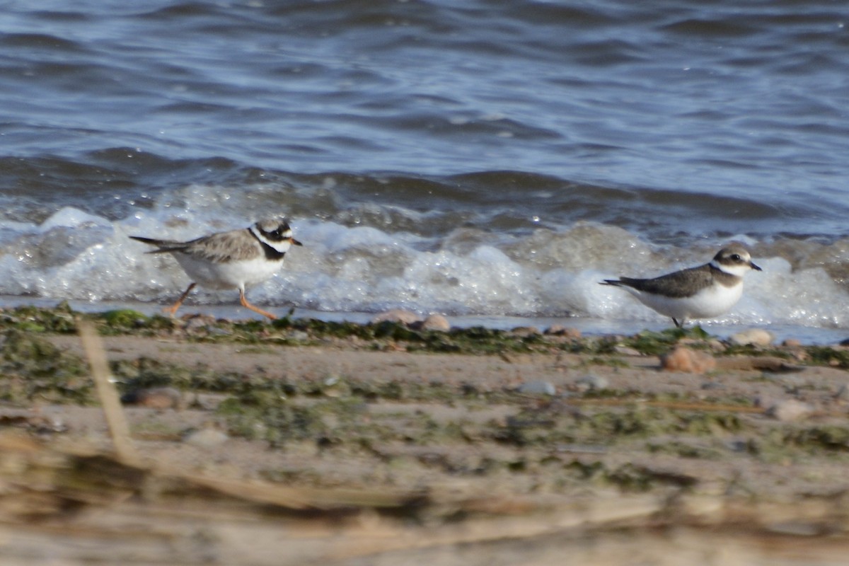 Sandregenpfeifer - ML642589225