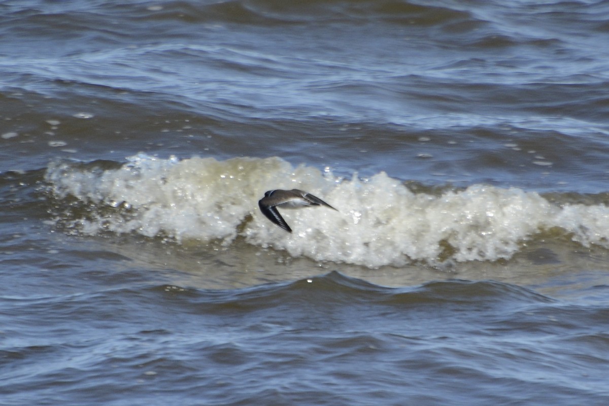 Sandregenpfeifer - ML642589226