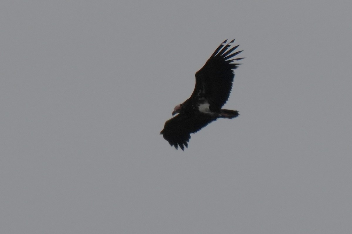 Kızıl Başlı Akbaba - ML642589233