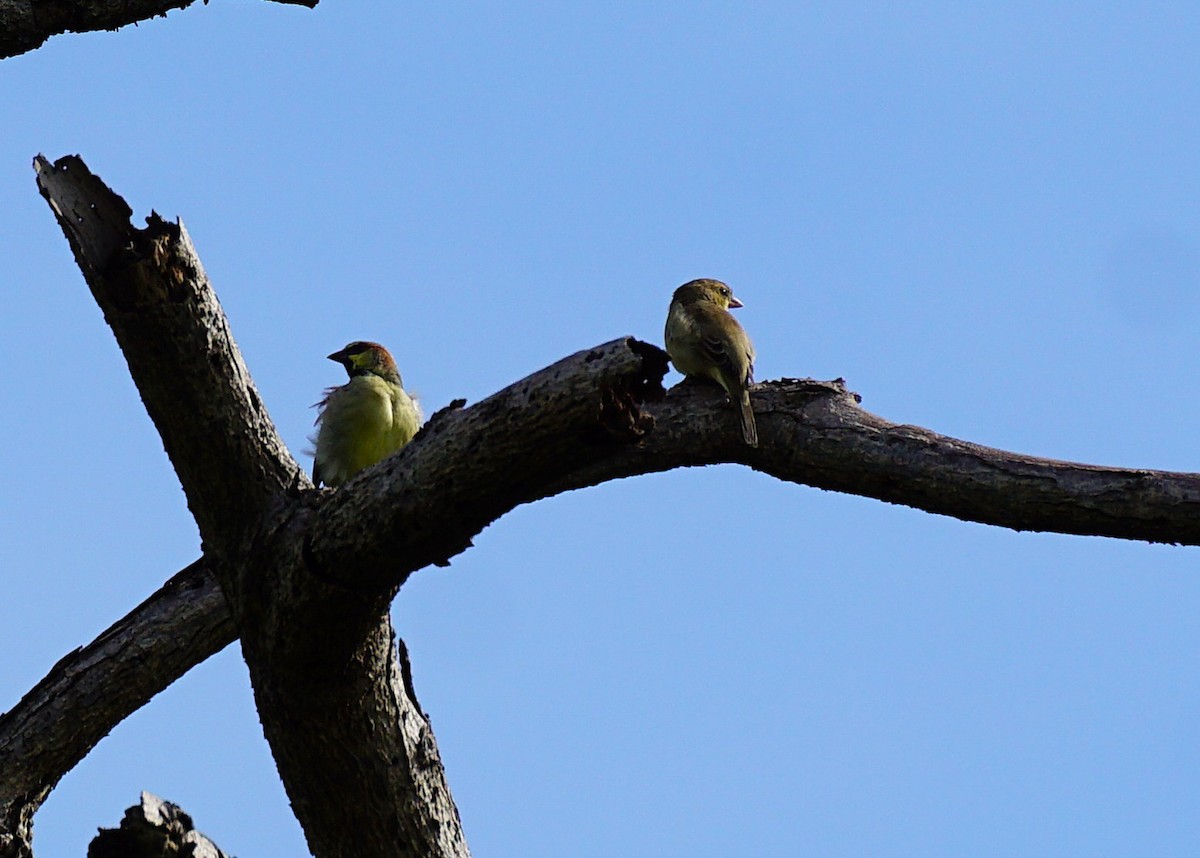 Plain-backed Sparrow - ML642589241