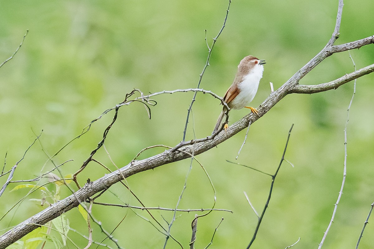 Yellow-eyed Babbler - ML642589247