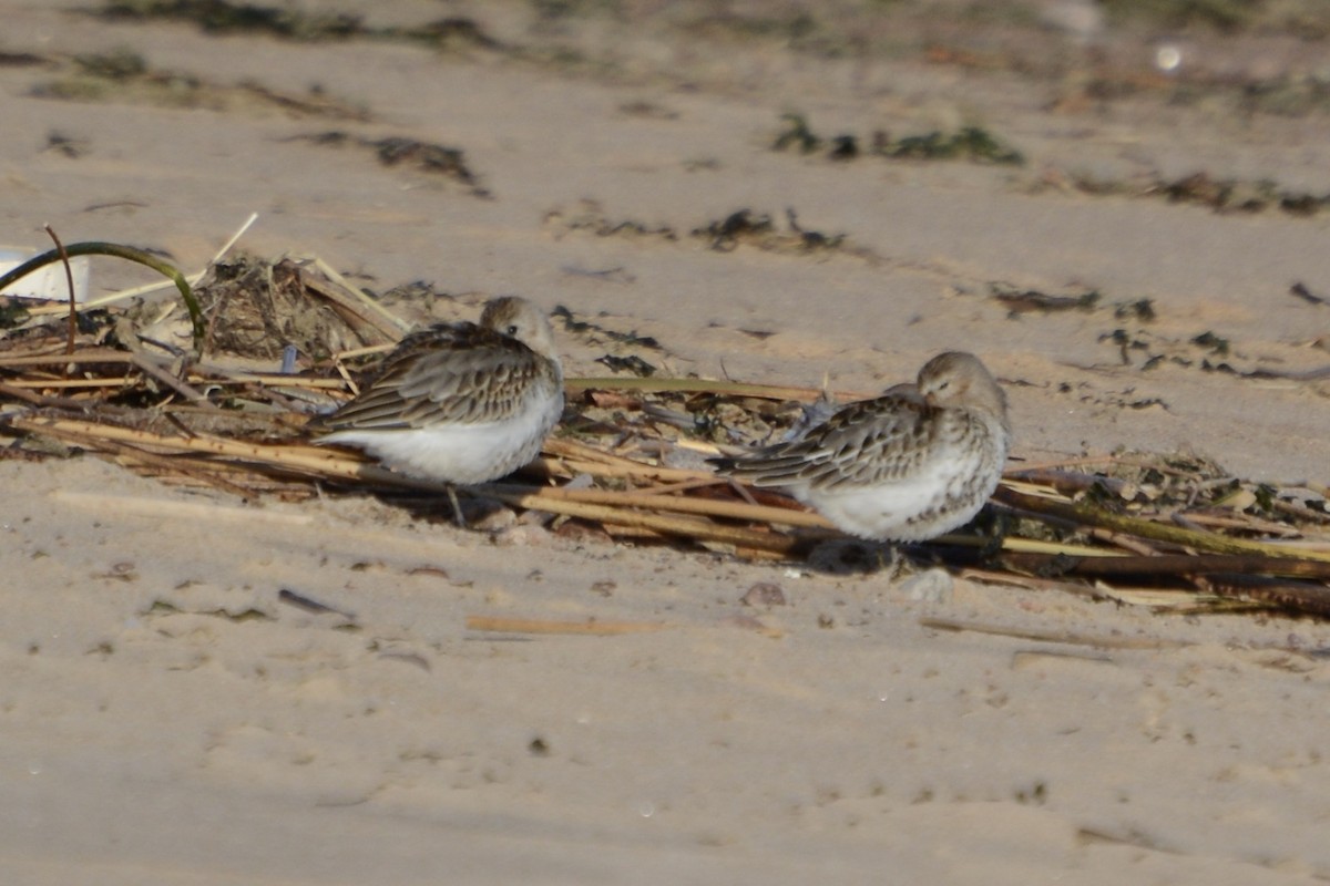 Alpenstrandläufer - ML642589249