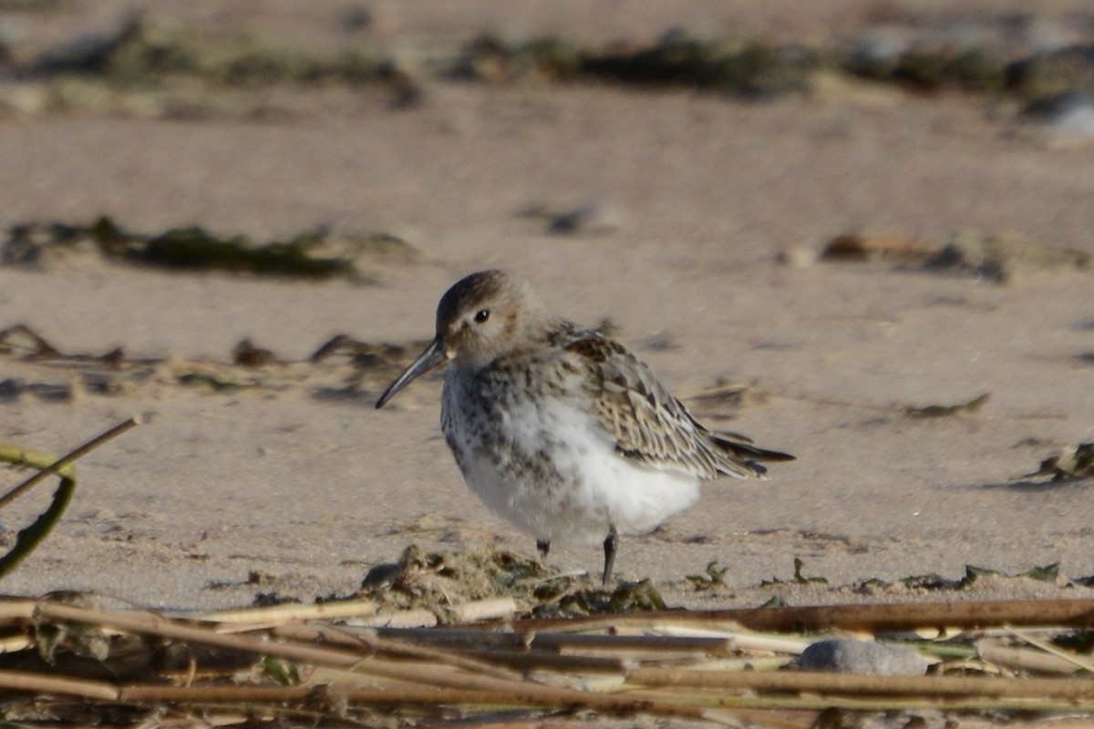 Alpenstrandläufer - ML642589250