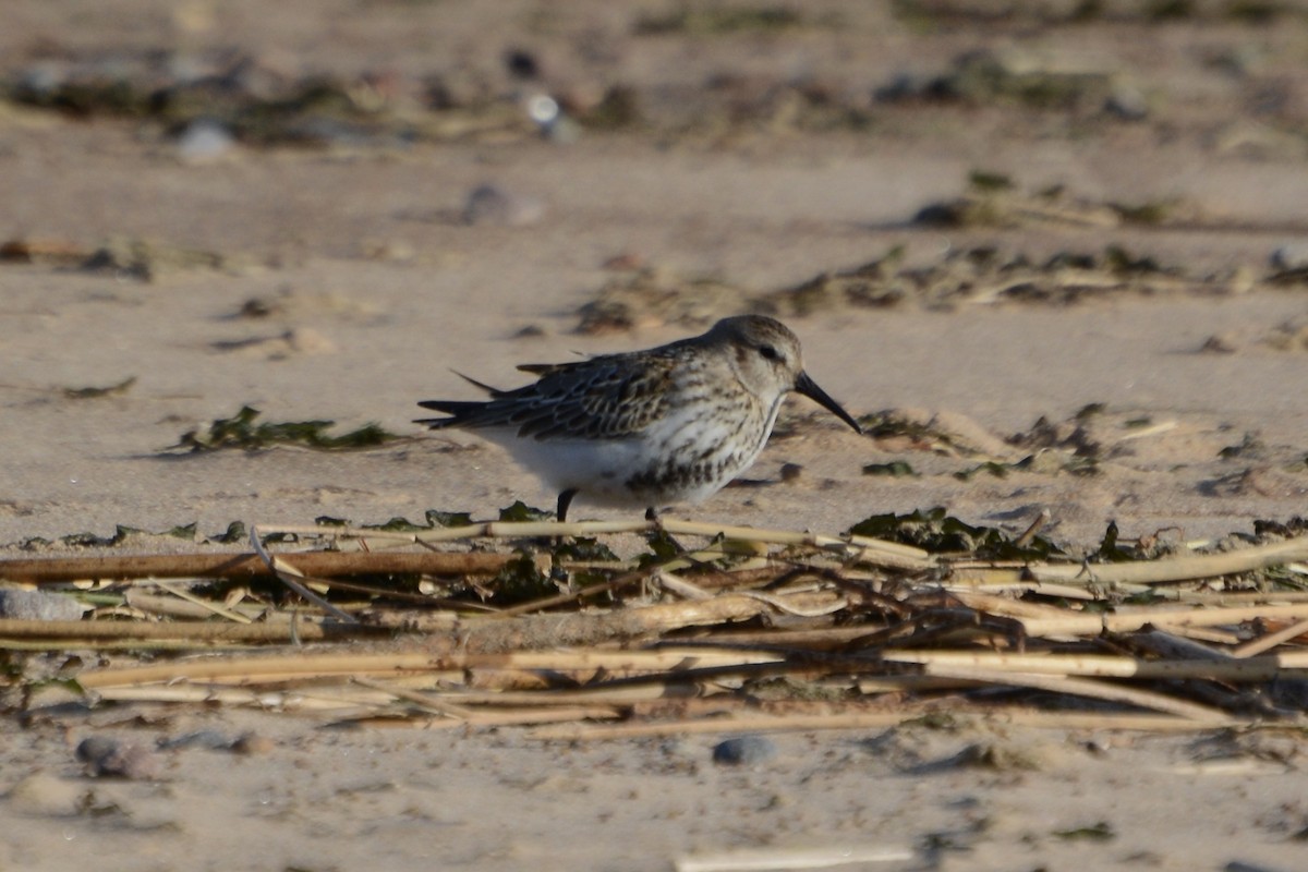 Alpenstrandläufer - ML642589251
