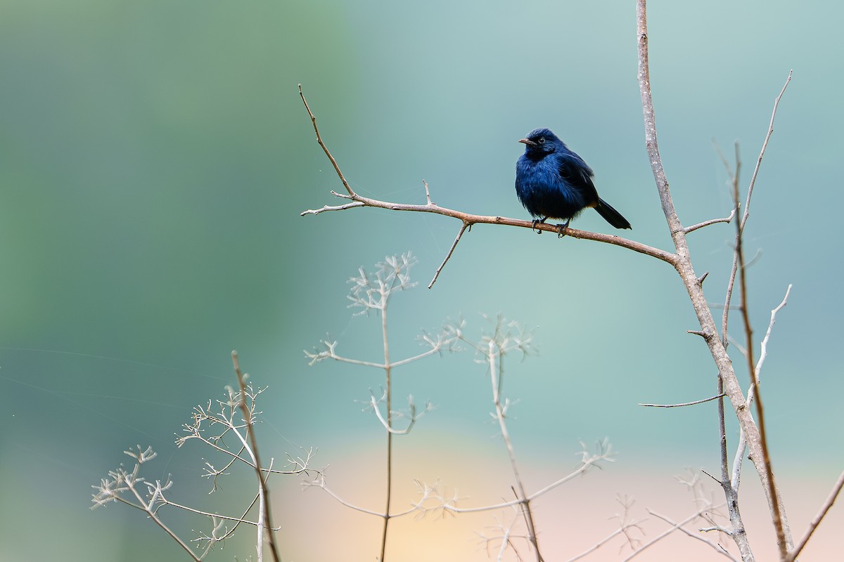 Indian Robin - ML642589254