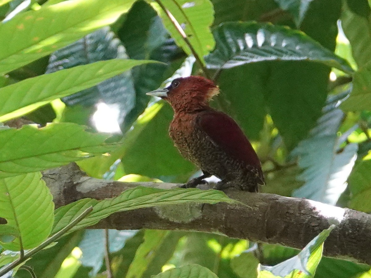 Banded Woodpecker - ML642589256