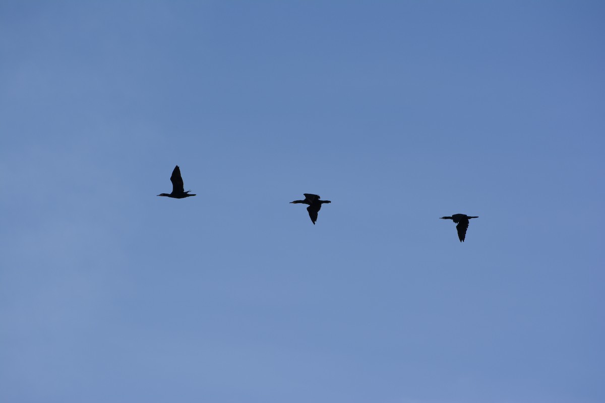 Kormoran - ML642589264