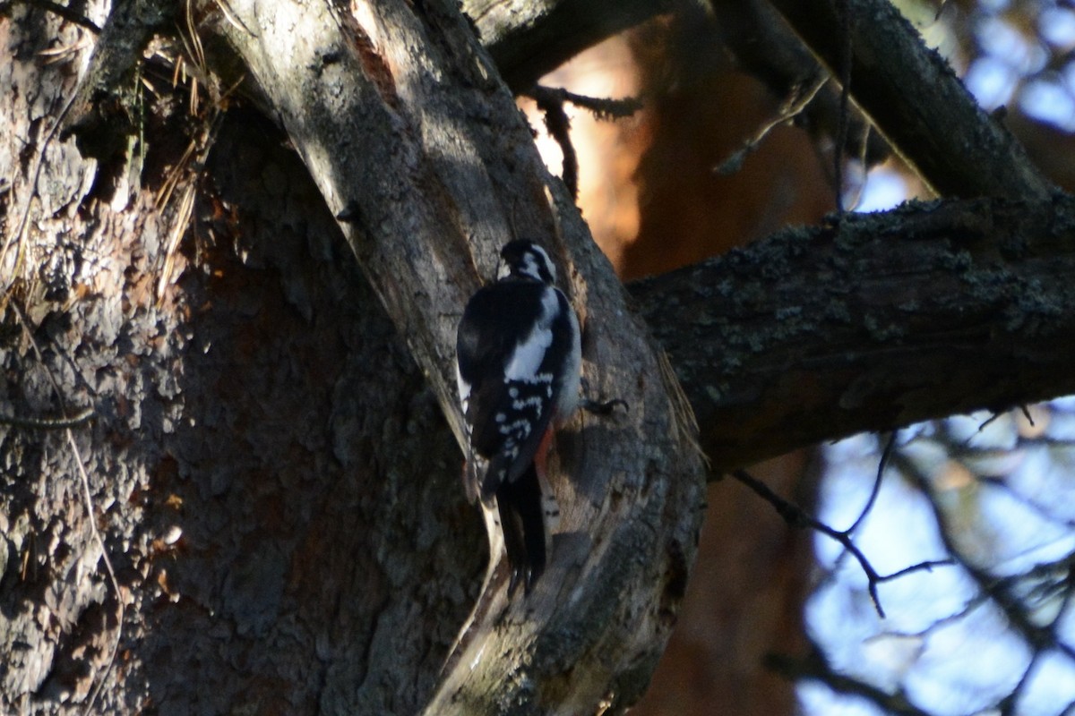 Buntspecht - ML642589280