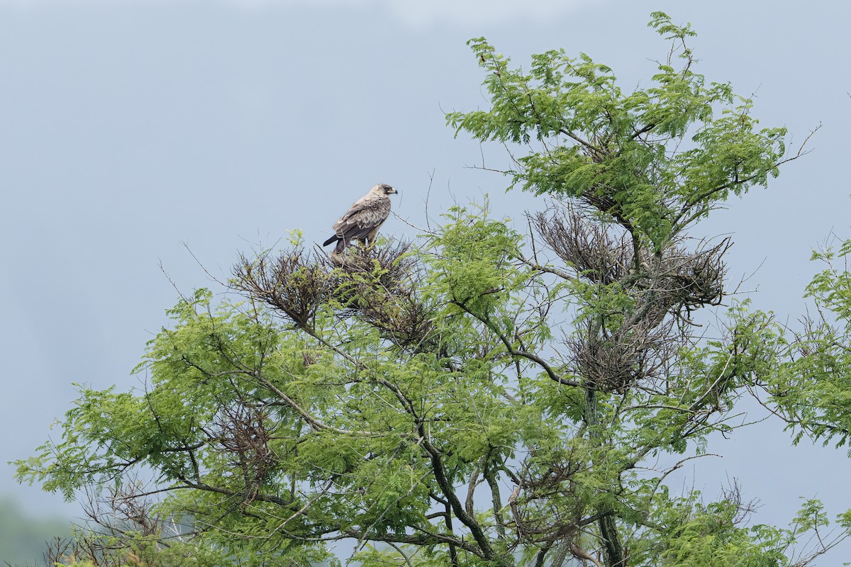 Tawny Eagle - ML642589295