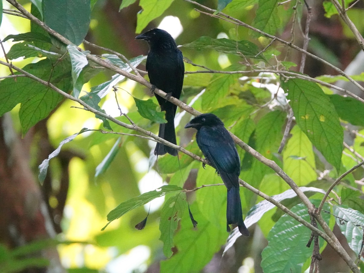 Greater Racket-tailed Drongo - ML642589300