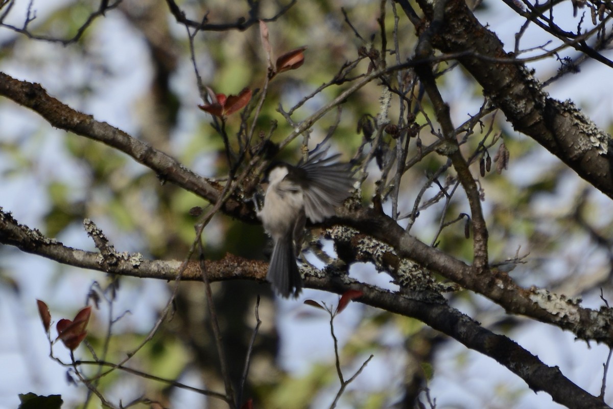 Weidenmeise - ML642589301