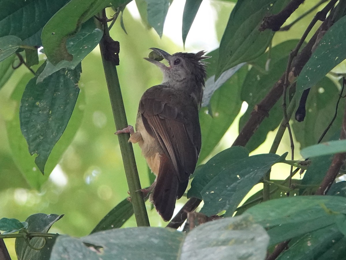 Gray-cheeked Bulbul - ML642589310