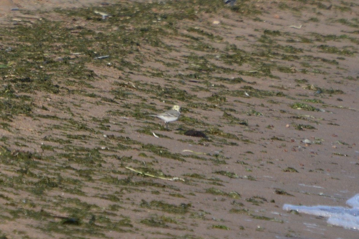 Bachstelze - ML642589311