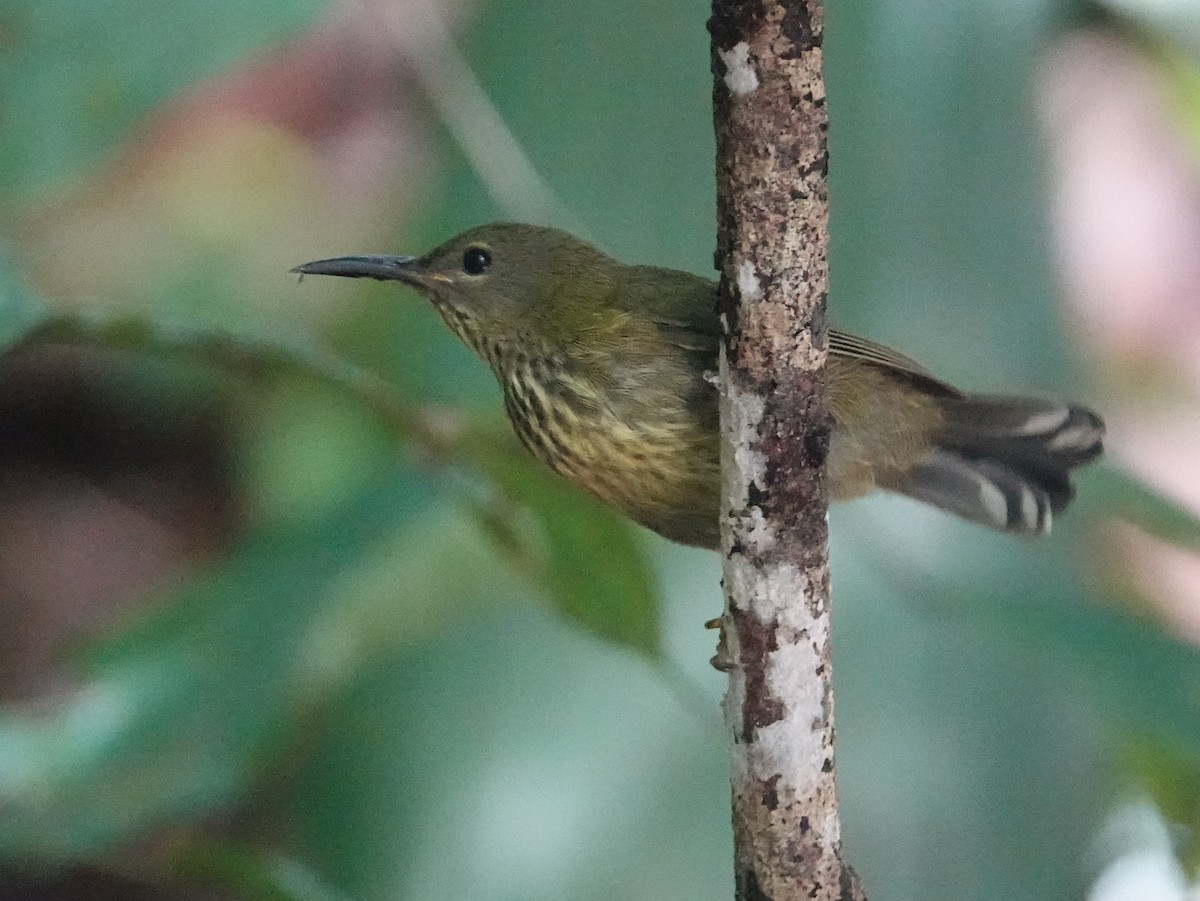 Purple-naped Spiderhunter - ML642589334