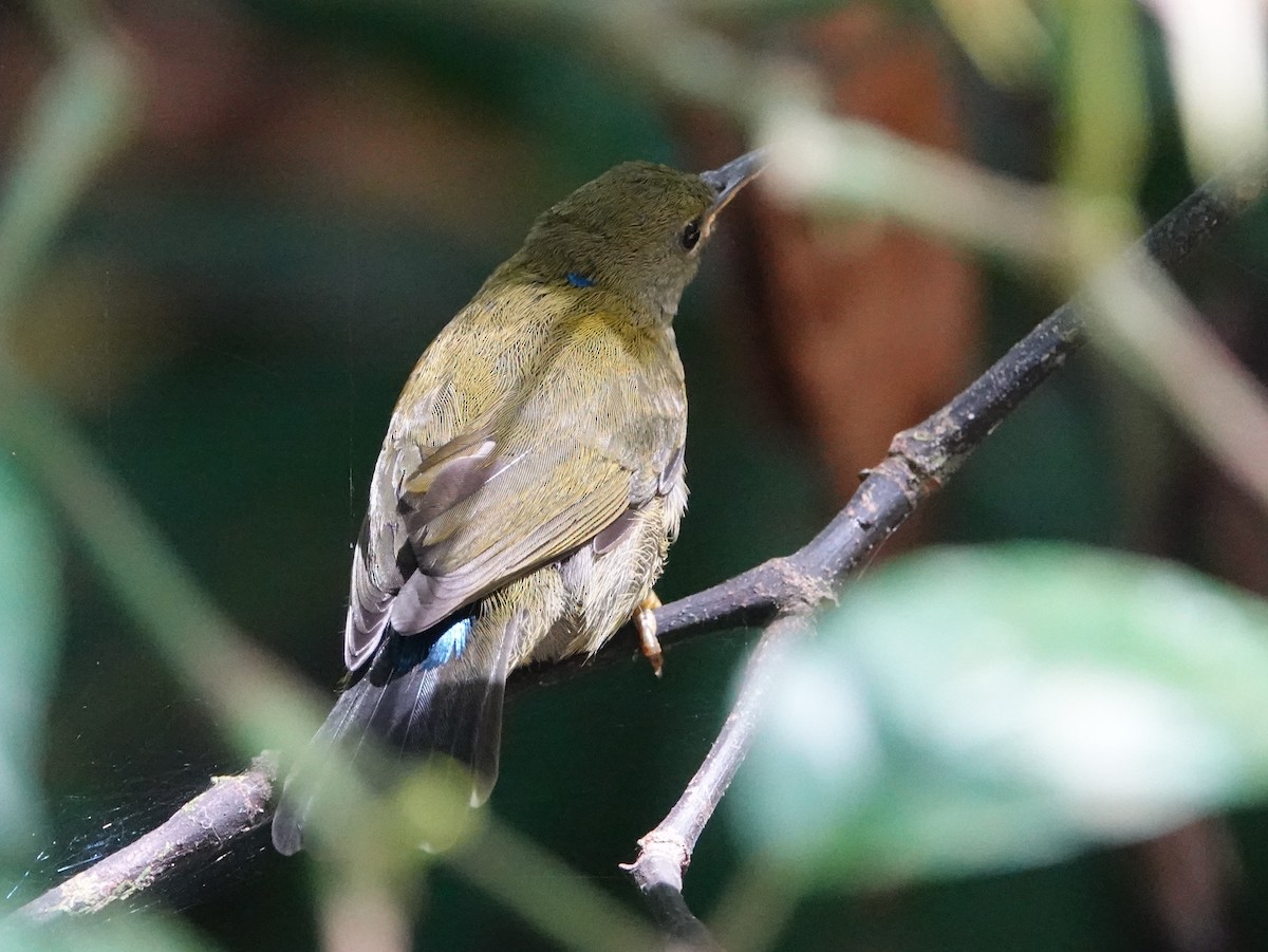 Purple-naped Spiderhunter - ML642589335