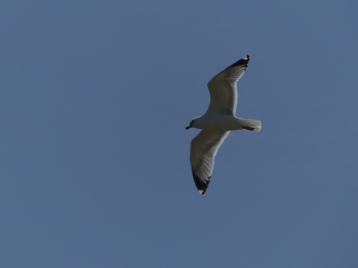 Yellow-legged Gull - ML642589341