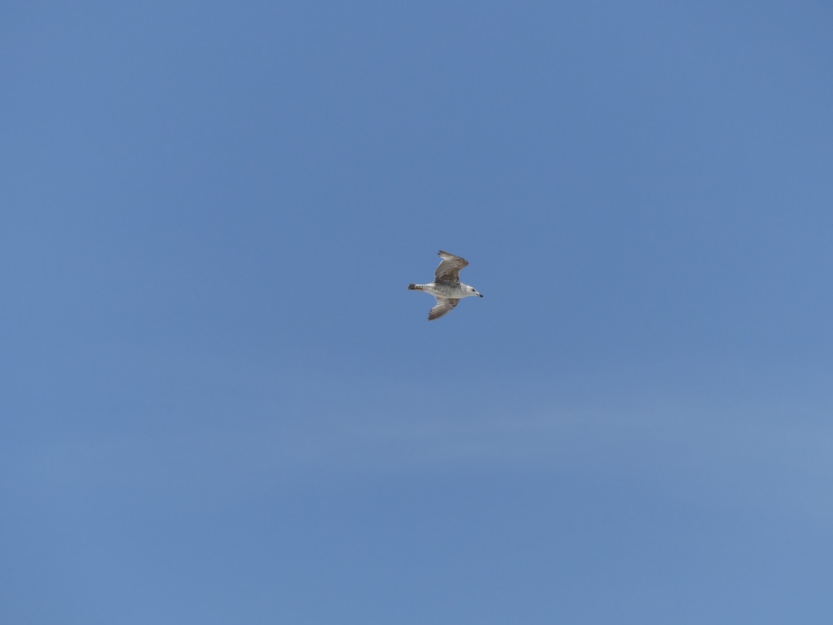 Yellow-legged Gull - ML642589342