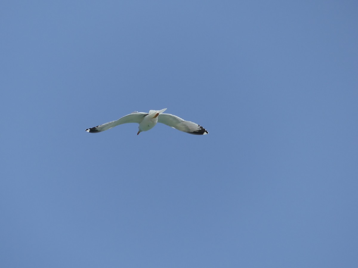 Yellow-legged Gull - ML642589343