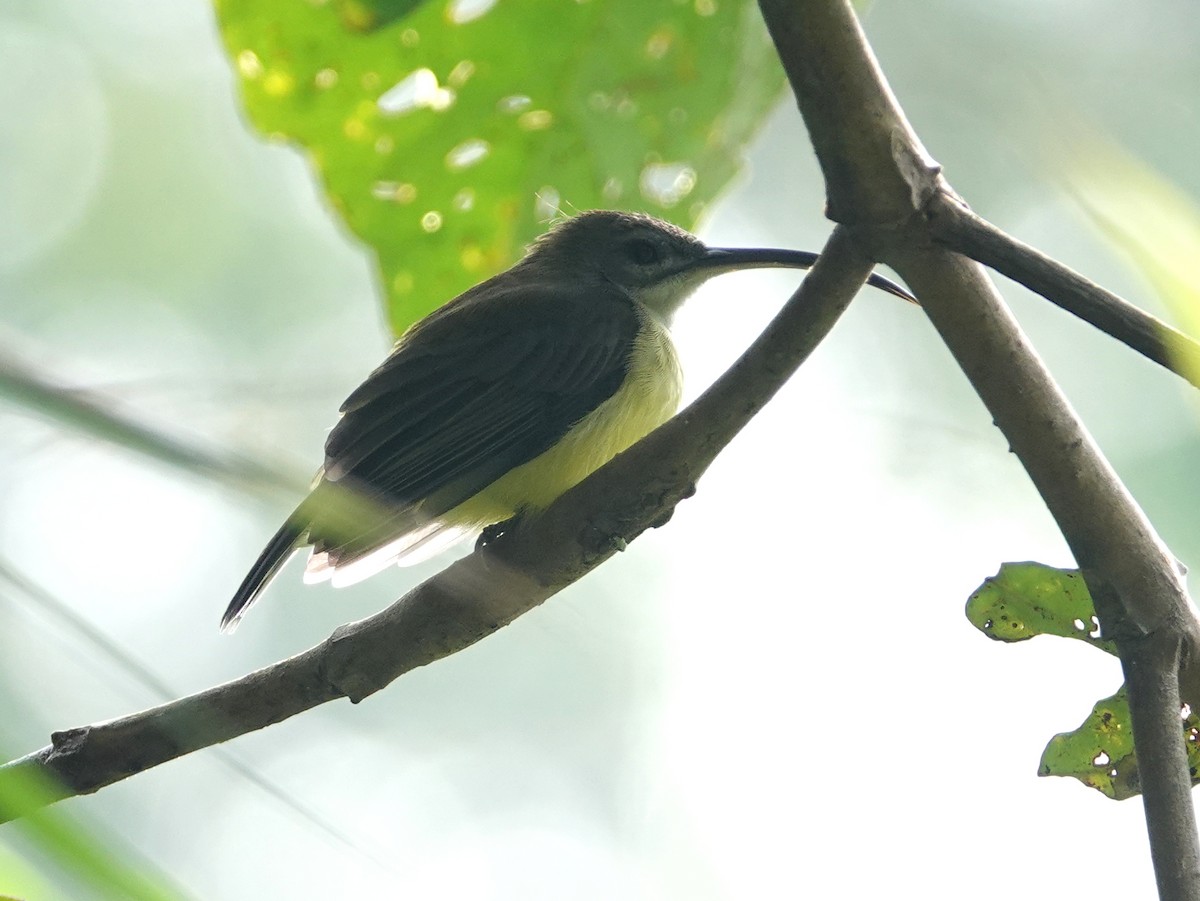 Little Spiderhunter - ML642589351