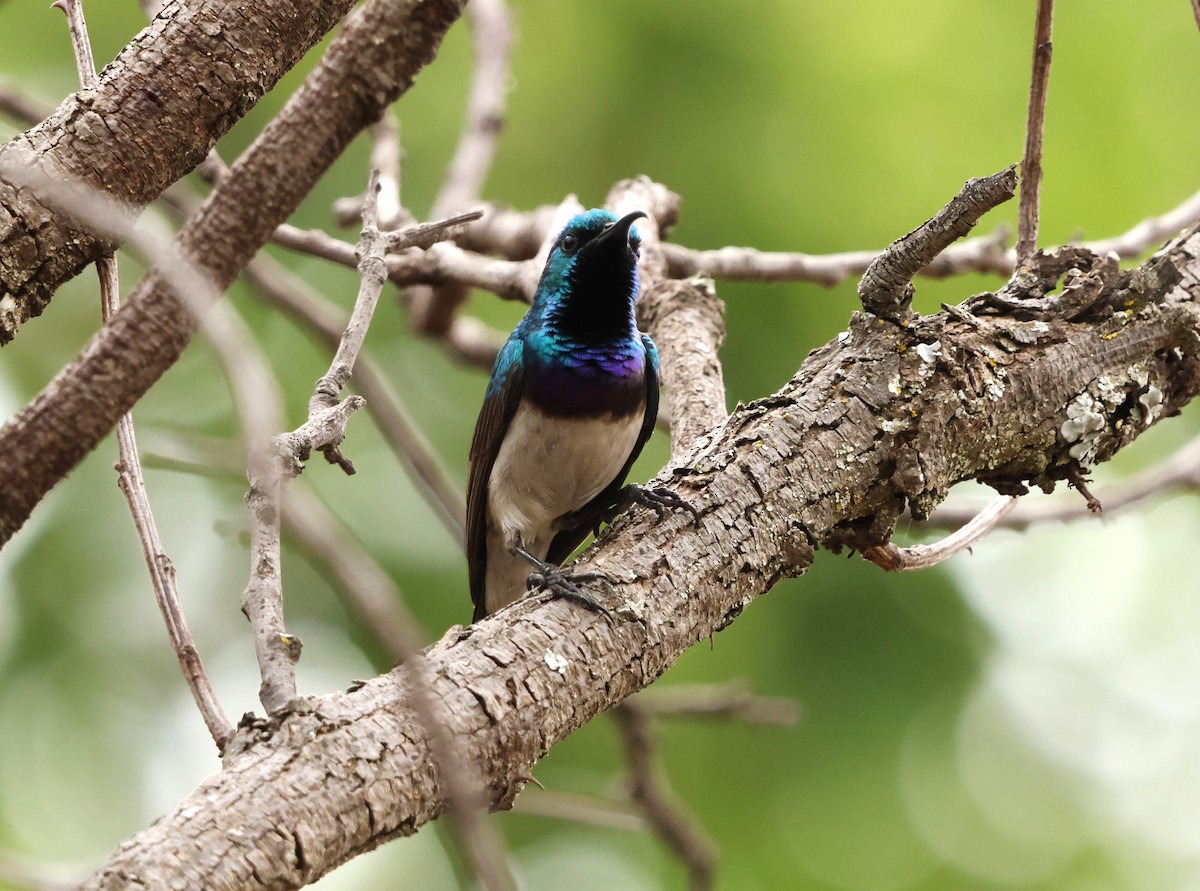 White-bellied Sunbird - ML642589374