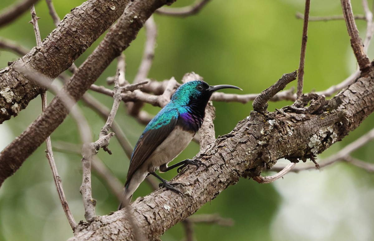 White-bellied Sunbird - ML642589375
