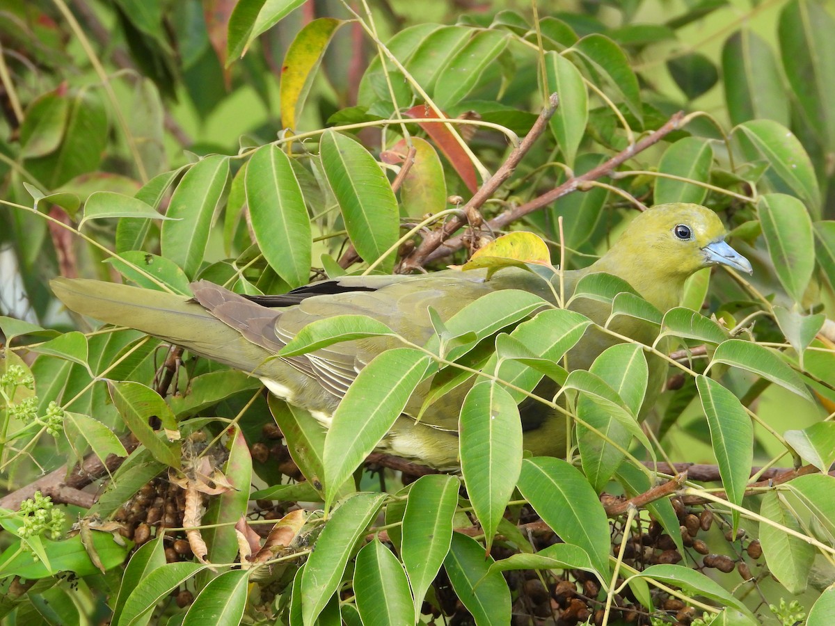 Wedge-tailed Green-Pigeon - ML642589380