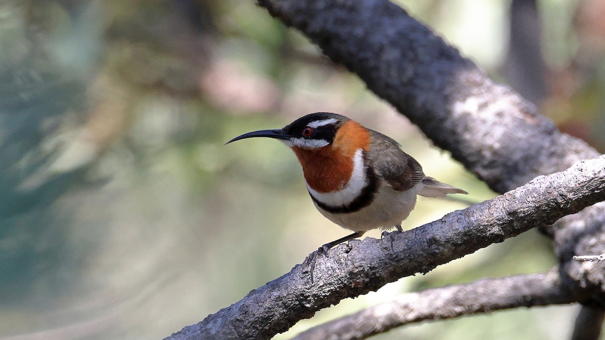 Western Spinebill - ML642589381