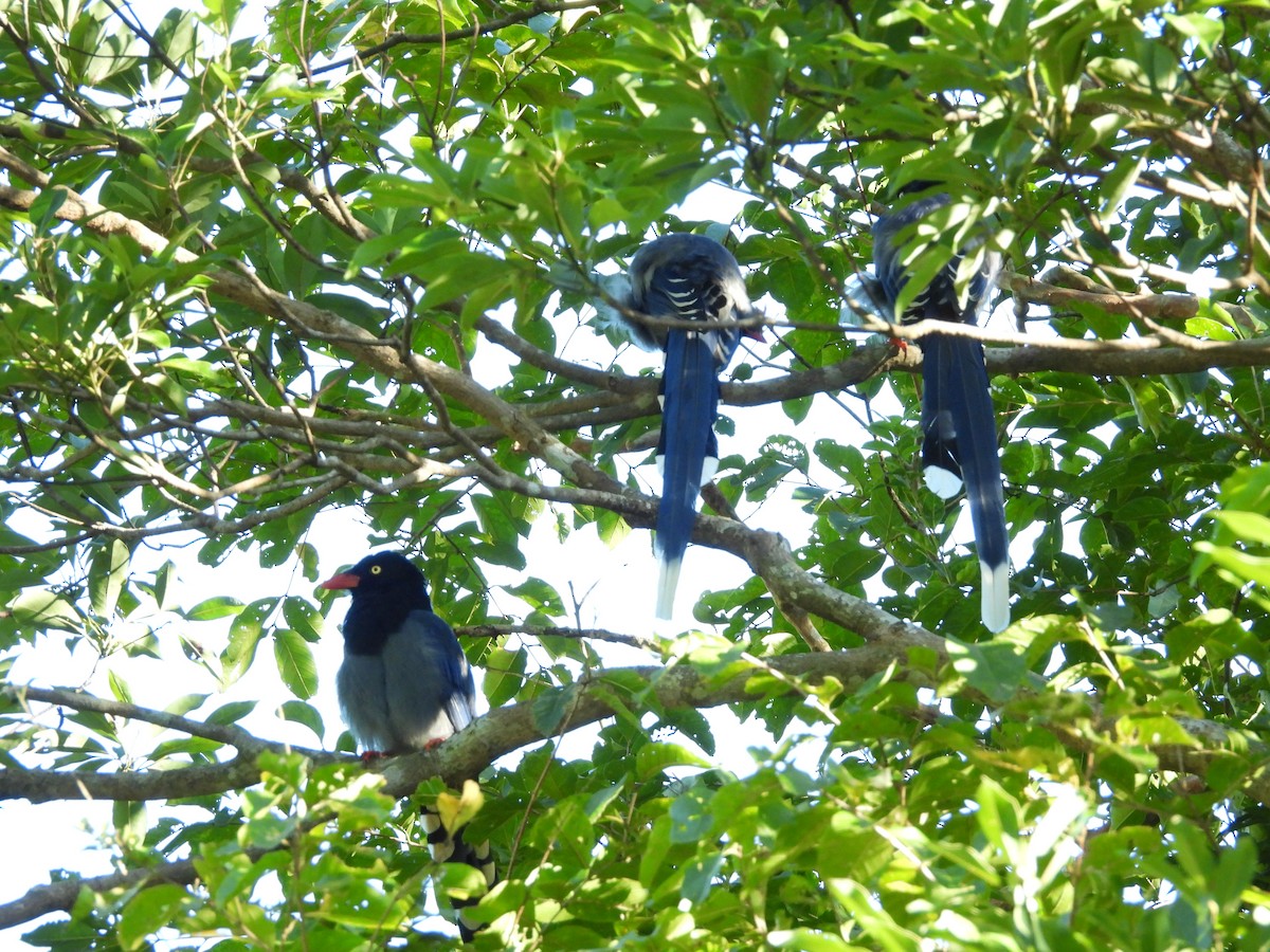 Taiwan Blue-Magpie - ML642589386