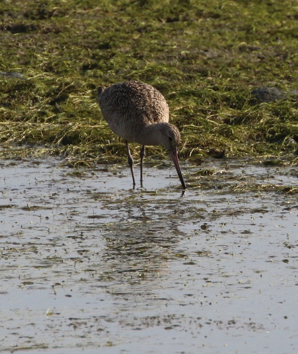 Marbled Godwit - ML64258941