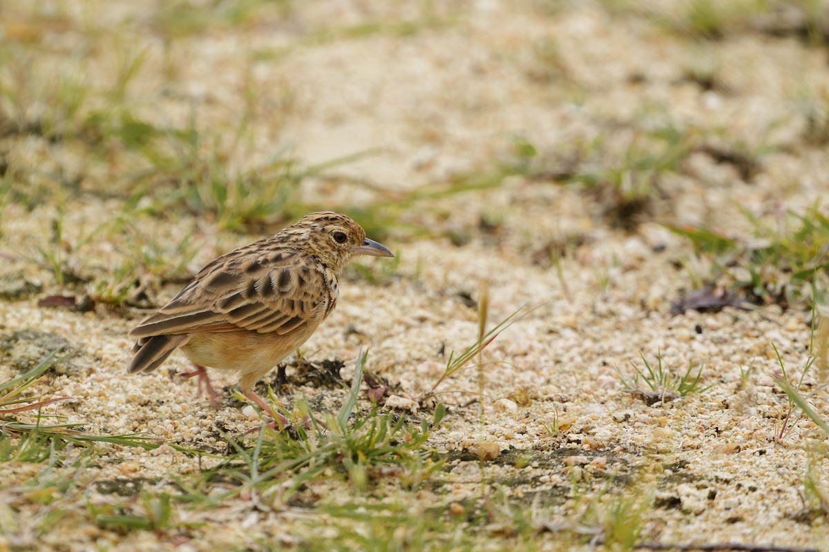 Jerdon's Bushlark - ML642589425