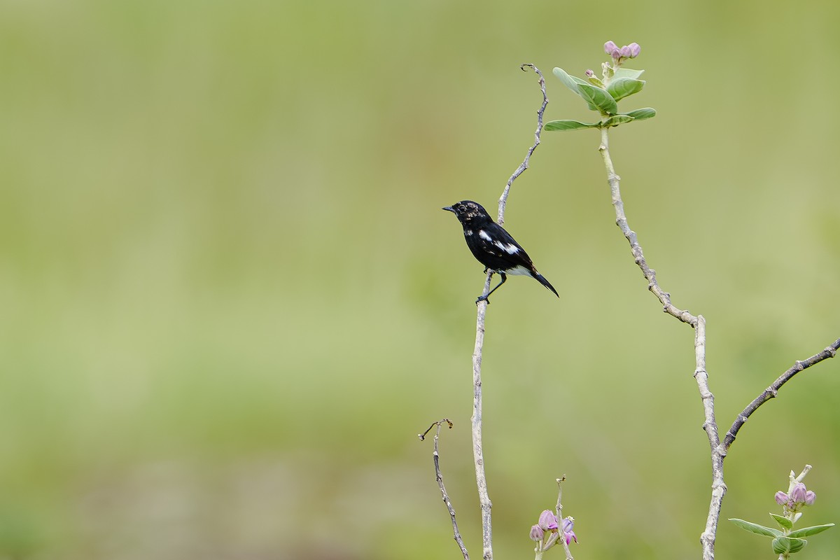 Pied Bushchat - ML642589427