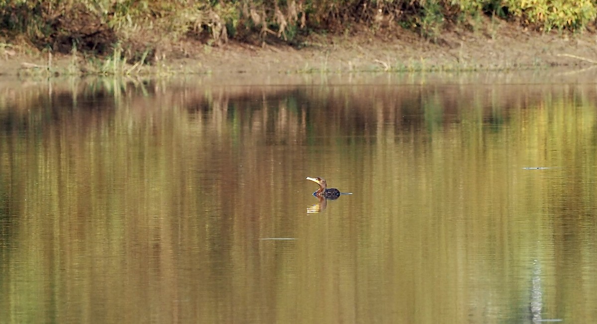 Double-crested Cormorant - ML642589468