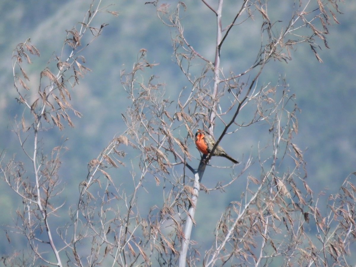 Long-tailed Meadowlark - ML642589470
