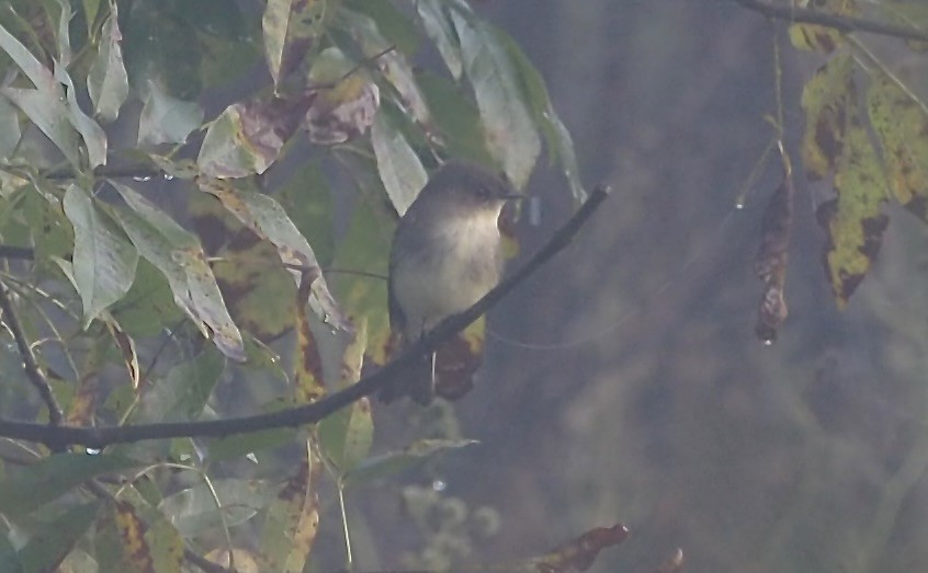 Eastern Phoebe - ML642589476