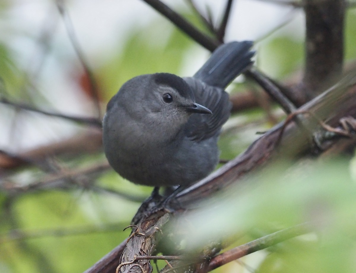 Gray Catbird - ML642589484