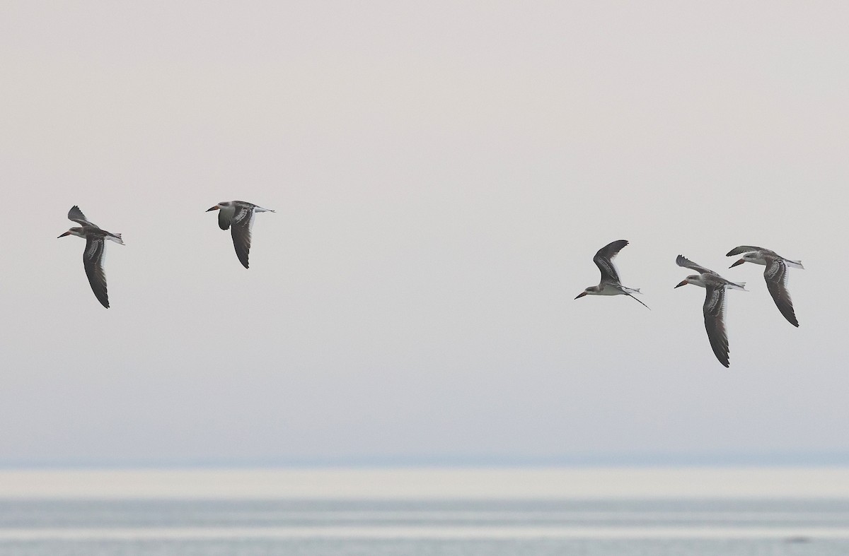 Black Skimmer - ML642589497