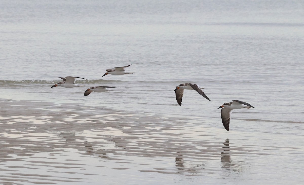Black Skimmer - ML642589498