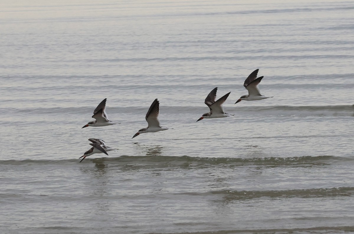 Black Skimmer - ML642589499