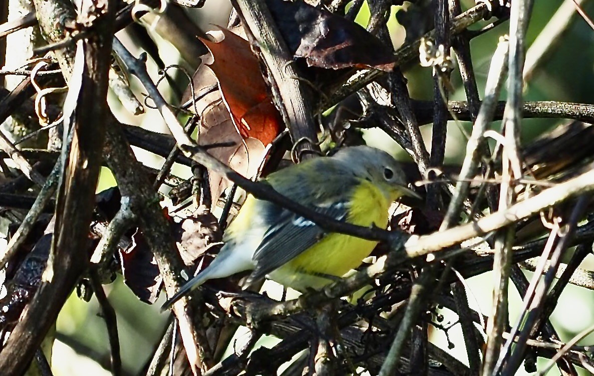 Magnolia Warbler - ML642589500