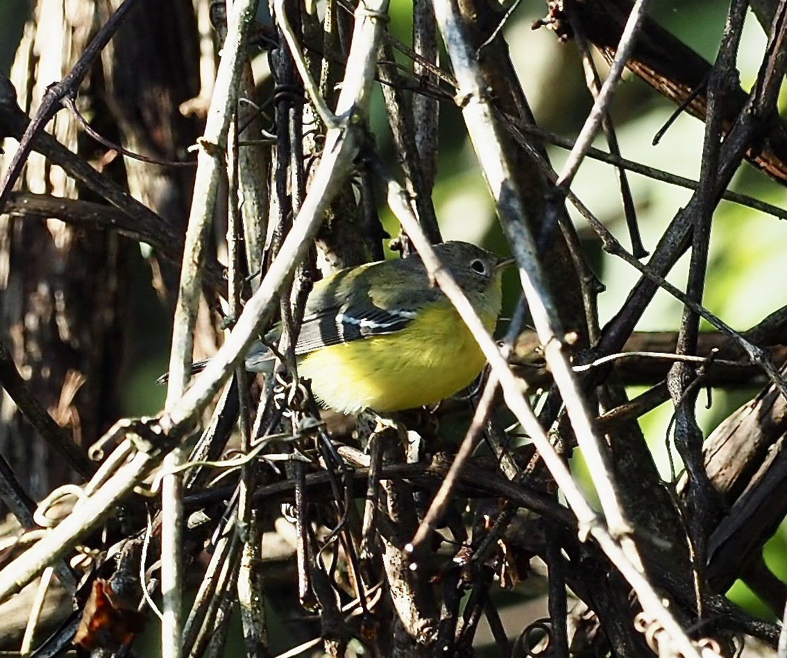 Magnolia Warbler - ML642589501