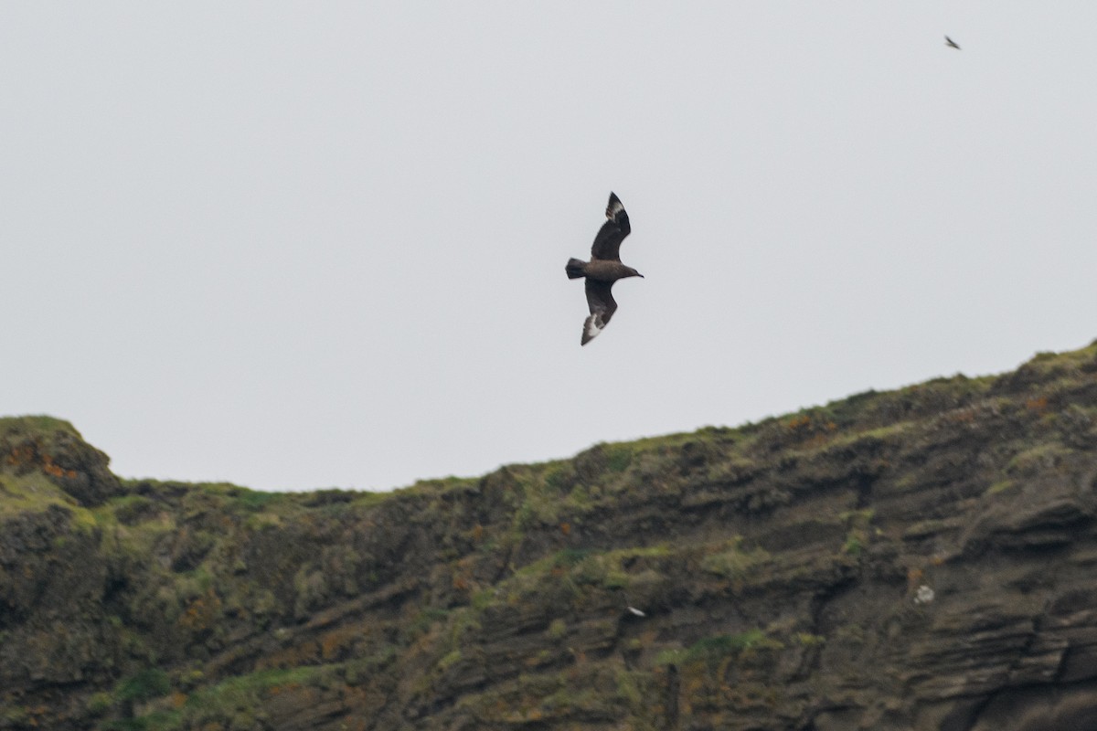 Great Skua - ML642589506